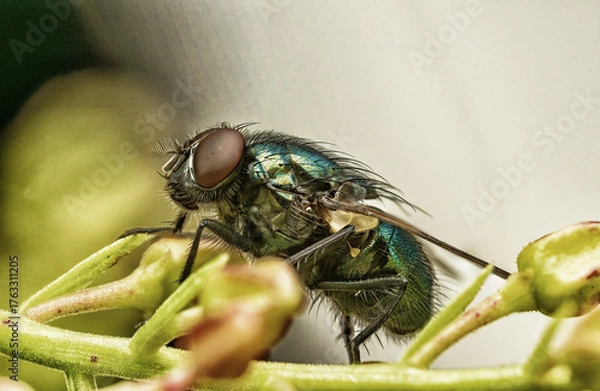 Obraz キンバエの造形美