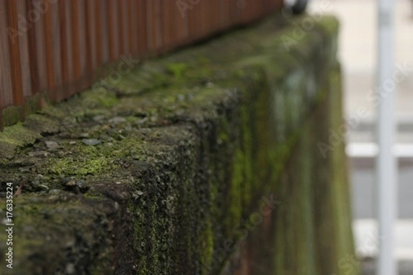 Fototapeta 石の苔