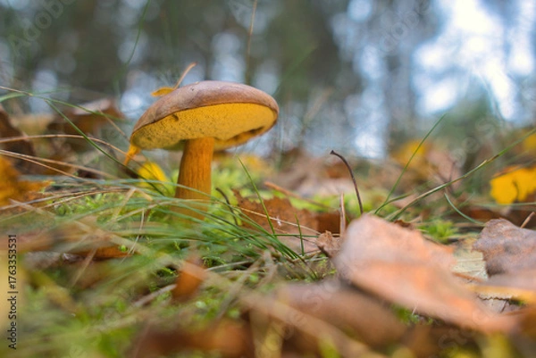 Obraz Mały brązowy grzyb w leśnej sciółce