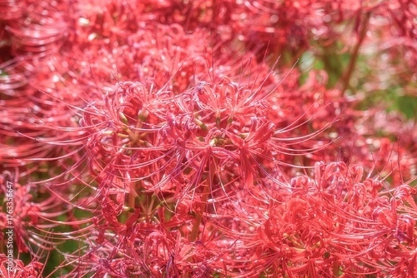 Fototapeta 青空と彼岸花咲き誇る土手
