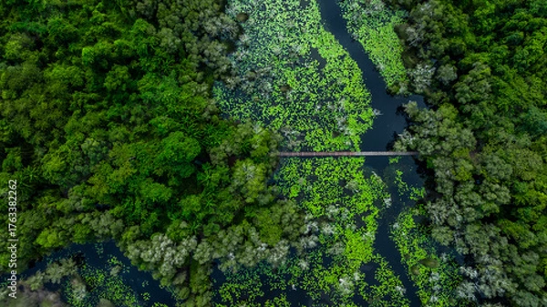 Fototapeta Aerial top view jungle wetlands wilderness, Wetlands crucial for biodiversity, Swamp landscape ecological reserve in wildlife, Greenery rural area with swamp.