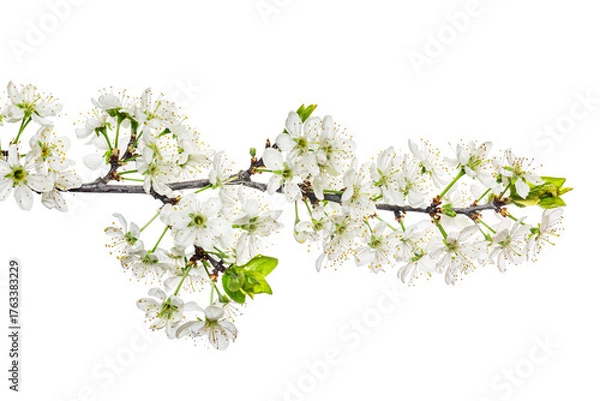 Fototapeta White plum blossom branch isolated on white background. Tree flowers herald spring concept.