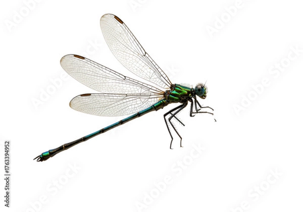 Fototapeta Isolated emerald damselfly rests with translucent wings visible against neutral backdrop