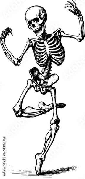 Fototapeta Skeleton dancing in a vintage engraving style. Black and white vector illustration showcasing the human anatomy in a whimsical pose.