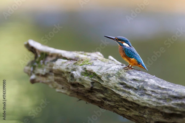 Obraz Common kingfisher (Alcedo atthis) perched on branch, vibrant blue and orange plumage, sharp beak, isolated against soft green background. Iconic European river bird, wildlife close-up in natural habit
