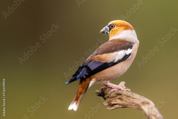Obraz Hawfinch (Coccothraustes coccothraustes) perched on branch, side view. Stocky finch with massive conical bill, vivid orange-brown, black, and white plumage, isolated natural background, detailed wildl