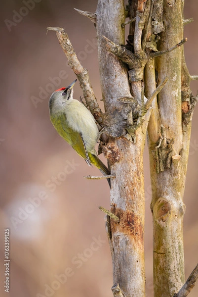 Obraz Grey-headed woodpecker (Picus canus) perched on tree branch, side view. Olive-green and grey plumage, red crown spot, wild bird in natural habitat, detailed wildlife close-up photo.