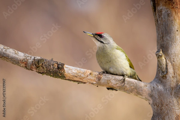 Obraz Grey-headed woodpecker (Picus canus) perched on tree branch, side view. Olive-green and grey plumage, red crown spot, wild bird in natural habitat, detailed wildlife close-up photo.