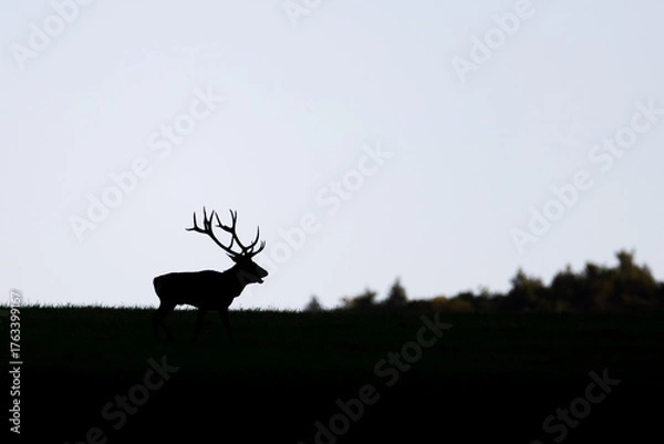 Obraz Deer stag silhouette with antlers standing on horizon against pale sky. Minimal nature scene, elegant wildlife, forest edge, calm mood, dusk or dawn atmosphere, tranquil landscape.