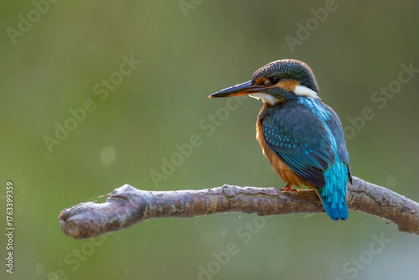Obraz Common kingfisher (Alcedo atthis) perched on branch, vibrant blue and orange plumage, sharp beak, isolated against soft green background. Iconic European river bird, wildlife close-up in natural habit