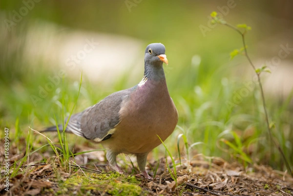 Obraz Common wood pigeon (Columba palumbus) standing on forest floor, soft green background. Large wild bird with gray plumage, white neck patch and pink breast, captured in natural woodland habitat