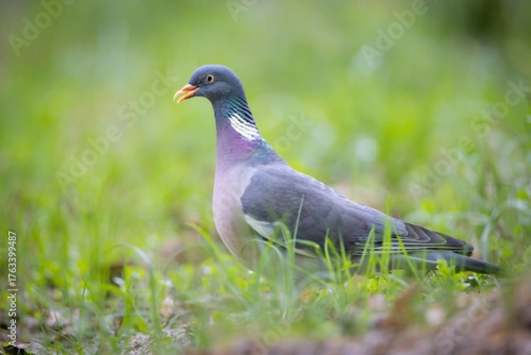 Obraz Common wood pigeon (Columba palumbus) standing on forest floor, soft green background. Large wild bird with gray plumage, white neck patch and pink breast, captured in natural woodland habitat