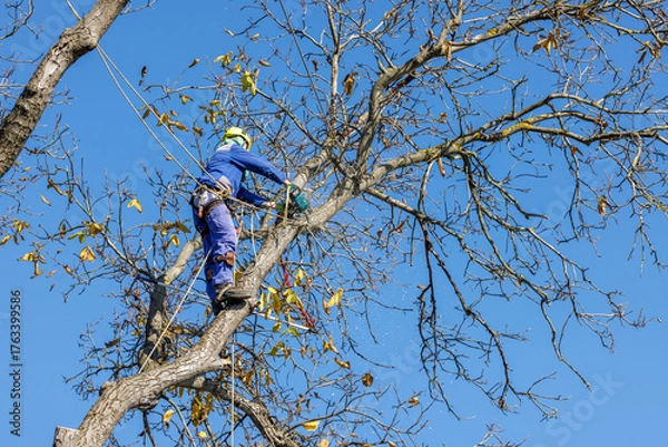 Obraz Arborist in safety harness cutting tree branches with chainsaw. Worker wearing helmet and protective gear, climbing tall tree against blue sky. Tree maintenance, pruning, forestry, outdoor work