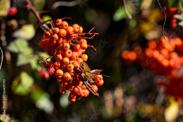 Fototapeta Close-up of Firethorn fruit during autumn in Norrköping, Sweden