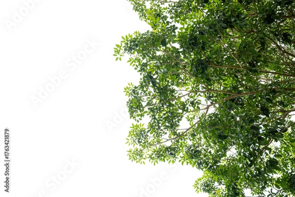 Fototapeta New green leaves on a  branch. Young fresh foliage of tree. Set of isolated object on a white background. Spring time