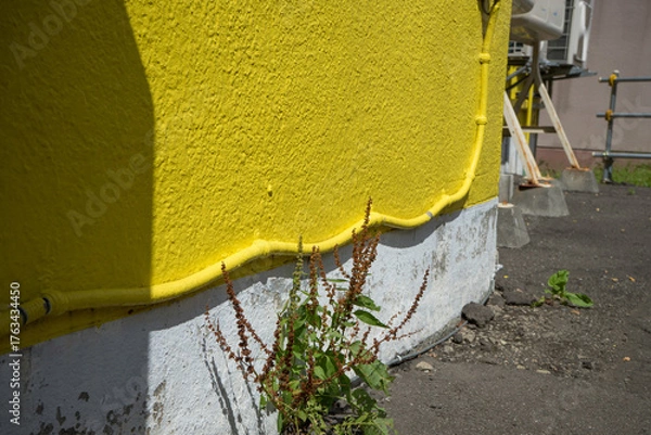 Fototapeta 黄色にペイントされた壁