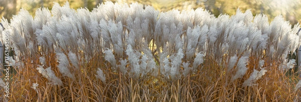 Fototapeta Blooming Miscanthus Ballerina. Autumn, October in the garden. Autumn banner, background
