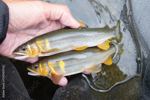 Obraz 終盤の天然鮎