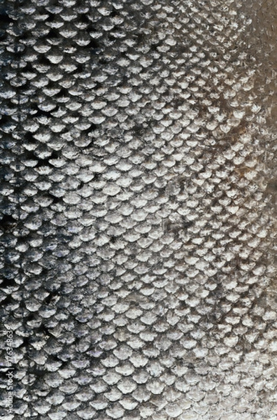 Obraz fish skin texture