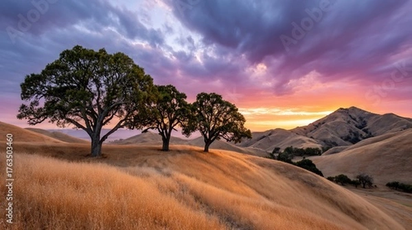 Obraz Majestic Oak Trees Silhouetted Against Vivid Sunset Sky Over Rolling Hills.