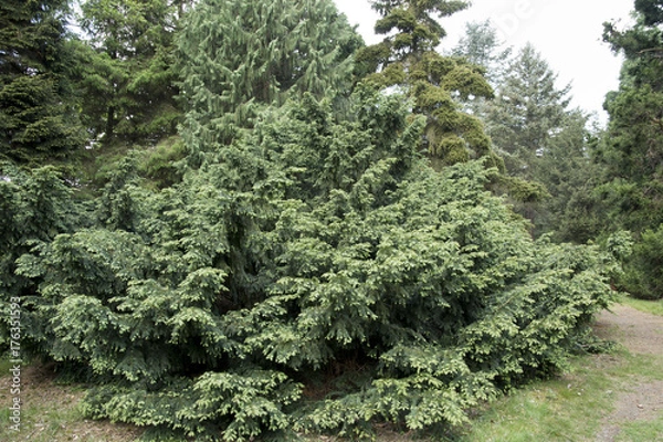 Obraz Taxus baccata 'Repandens'