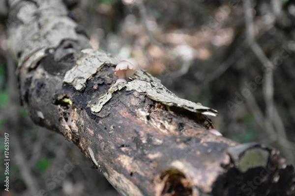 Fototapeta キノコ