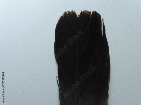Fototapeta Close-up of a Black Crow Feather Isolated on White Background