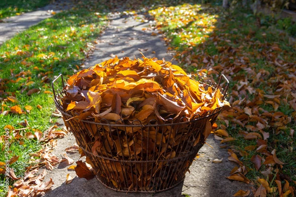Obraz Autumn leaves in a basket shine in the sun. Against the background of grass and a path.