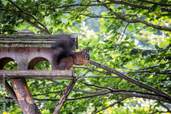 Obraz eichhörnchen essend in einem vogelhaus