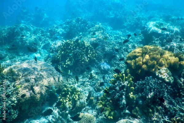 Obraz coral reef and diver