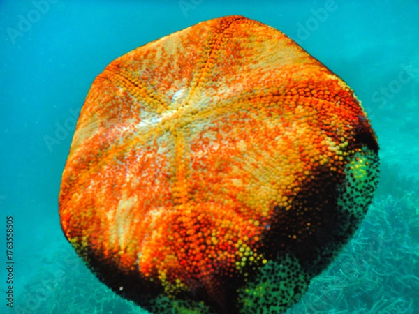 Obraz abstract colorful background