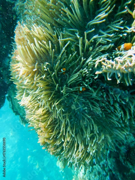 Obraz tropical coral reef