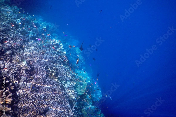 Obraz underwater world map