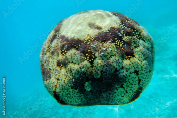 Obraz blue coral reef