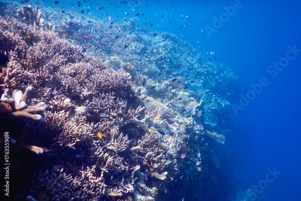 Obraz underwater world map