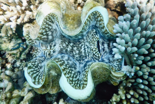 Obraz octopus in aquarium