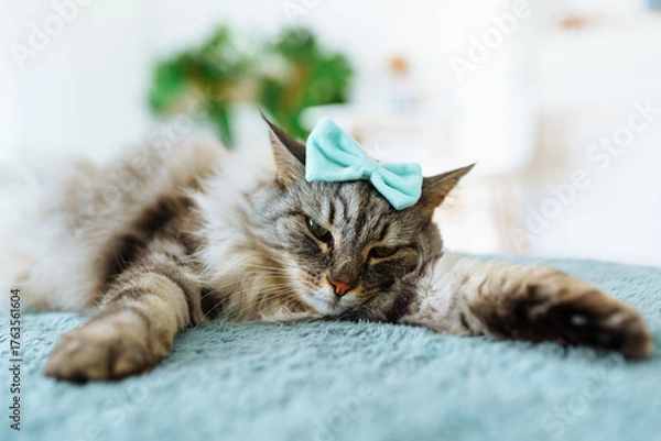 Fototapeta portrait fluffy gray cat