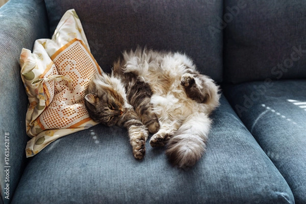 Obraz close up grey fluffy sleeping cat