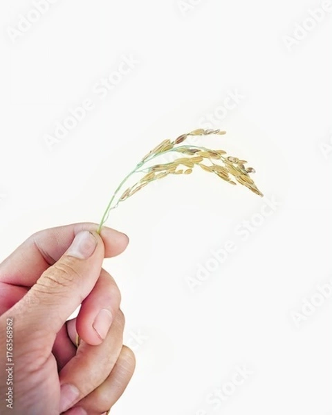 Obraz "Close-up of a hand holding golden ripe rice stalks on a white background, conveying the beauty of agricultural produce."