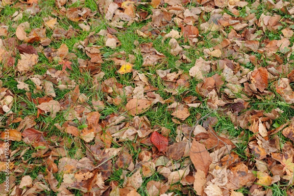Fototapeta 落ち葉の背景