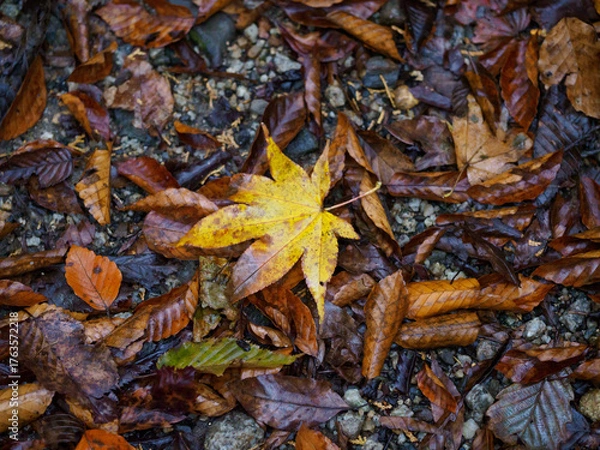 Fototapeta 落ち葉の背景