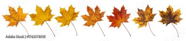 Fototapeta Yellow red and brown autumn maple leaves set isolated transparent png