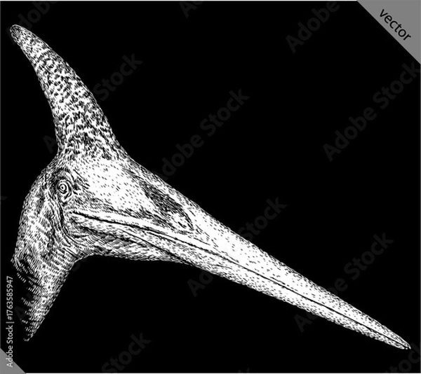 Fototapeta Vintage engraving isolated pterosaur set illustration pterodactylus ink sketch. Flying dinosaur background silhouette Jurassic art. Black and white hand drawn vector image