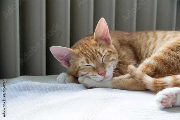 Fototapeta cat lying on the bed
