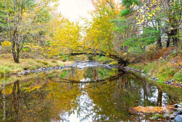Fototapeta river in the forest