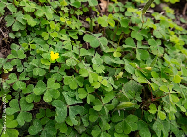 Fototapeta 陽だまりのクローバー