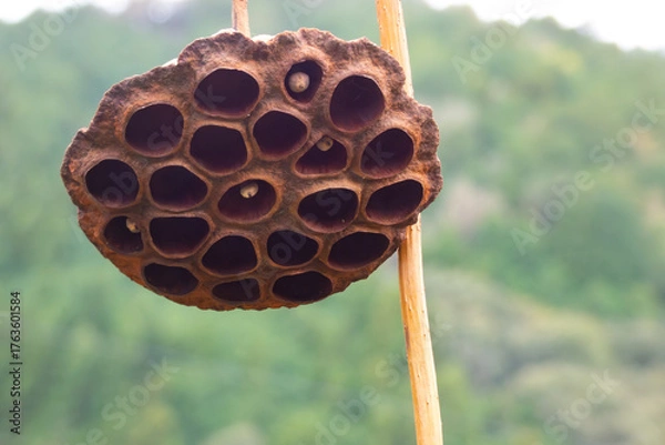 Fototapeta 静寂に咲く終焉