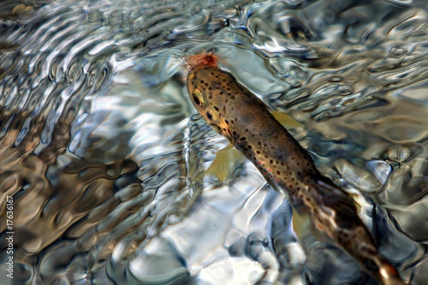 Obraz mordre à l'hameçon