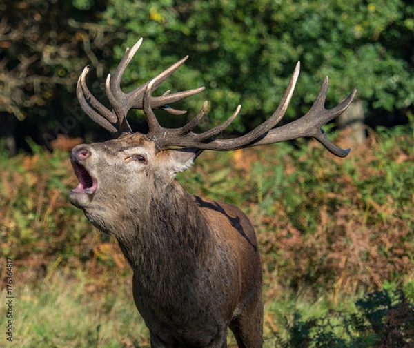 Fototapeta Bellowing red deer
