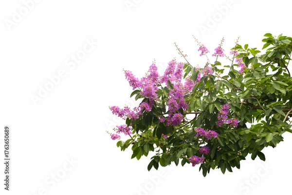Fototapeta Close-up photo of a branch with many blooming purple flowers isolated on a transparent background png file.